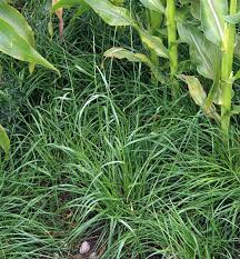 Image result for Lolium