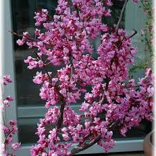 Roter Judasbaum Cercis Canadensis Forest Pansy In 2020 Judasbaum Stiefmutterchen Garten Pflanzen
