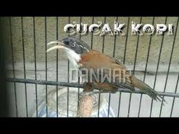 Burung cica daun atau cucak ijo memiliki 11 jenis burung cucak ijo dengan harga burung cucak ijo tergantung dari asal daerah cucak hijau itu. Burung Cucak Kopi Gacor Suara Kenceng Youtube
