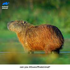 Animal Planet India on X: A strong swimmer, this semi-aquatic animal is  the biggest rodent in the world. Can you #GuessTheAnimal with brittle  reddish to dark brown fur and partially webbed feet?