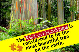 The rainbow eucalyptus is our specialty, and we are delighted to present them to you via this website. Things You Probably Didn T Know About The Rainbow Eucalyptus Gardenerdy
