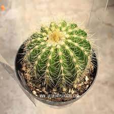 The company's main focus is to supply plants of a distinct form, which signify a difference within typical landscaping and provide the opportunity to create plant designs that require minimal maintenance. Notocactus Magnificus Parodia Manifica Balloon Cactus Care Succulent Plant Care