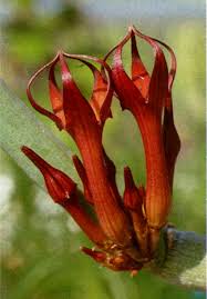 Image result for Ceropegia burchelliana