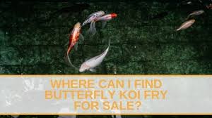 Maybe you would like to learn more about one of these? What Is The Best Koi Fry Mat Totally Koi
