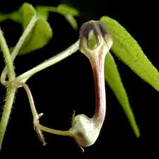 Image result for Ceropegia schinziata