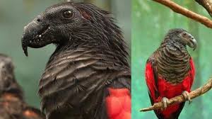 Check spelling or type a new query. Burung Nuri Papua Harga Koleksi Burung Dan Ikan