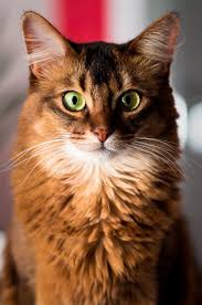Picture Of Somali Cat Staring At The Camera Cats Abyssinian Cats Cat Feline