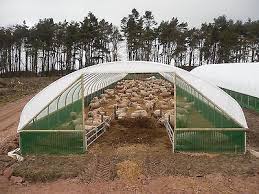 18ft 30ft Wide Polytunnel Sheep House Sheep Shelter Farm Equipment Barn Ahir Planlari Ciftlik Hayvanlari Hayvan Barinagi
