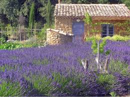 Cover Photos Marcel Pagnol Fernandel Raimu La Provence D Antan Lavender Decor French Exterior Lavender Garden