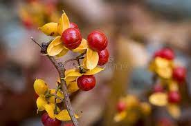 Oriental Bittersweet Macro View Of A Bittersweet Pod On The Vine Sponsored Sponsored Sponsored Bittersweet Pod Vine Mac Stock Photos Vines Photo