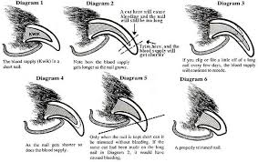 Be Sure To Trim Your Dog S And Your Cats Nails Cat S Are Easier Than You Think Finger Nail Clippers Work Great A Trimming Dog Nails Dog Nails Pet Hacks