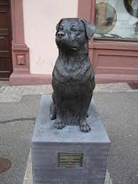 Rottweiler dog breed information, pictures, care, temperament, health, puppies, breed history. Rottweiler Wikipedia