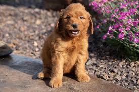 We have the cutes little mini & standard goldendoodles available. Ct Breeder This Pair Of Mini Goldendoodle Puppies Are Facebook