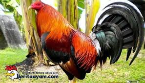 Mengenal Jenis Ayam Aduan Di Filipina Ayam Filipina Jenis