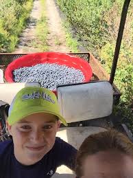 Making blueberry jam with kids