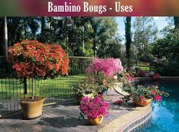 Bougainvillea plant the most beautiful ornamental vine with a flower colour for every occasion. Bambino Bougs