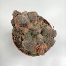 Image result for Crassula setulosa