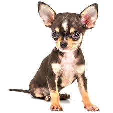 Nuts That Are Unsafe For Your Chihuahua To Eat Popular Dog Dog Names Chihuahua Puppies