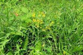 Image result for Rorippa nudiuscula