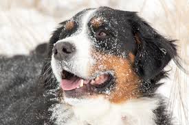 Maybe you would like to learn more about one of these? Cedar Creek Bernedoodles Aussiedoodles Cedar Creek Bernedoodles Bernese Mountain Dogs
