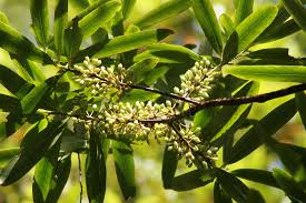 Image result for Myrsinaceae