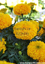 Image result for Tagetes erecta