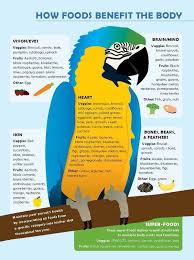 Food For Parrots Parrot Food Infographic Macaw Parrot