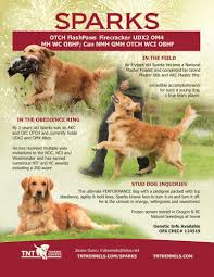 Why buy a puppy for sale if you can adopt and save a life? Otch Nmh Gmh Flashpaws Firecracker Wcx Ud Am Otch Wc Mh Udx2 Om3 Obhf