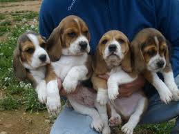 Here you will find many dog images for yorkie puppies, boxer puppies, beagle puppies, doberman puppies, husky puppies, labrador puppies & dachshund puppies, just. Kerry Beagle Puppies Off 54 Www Usushimd Com