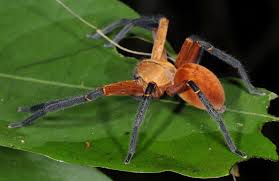 Huntsman Spider Or Wandering Spider From Ecuador Huntsman Spider Spider Hobo Spider
