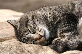 In extreme cases, audible breathing sounds may even occur while awake. Is Cat Snoring Normal Catster