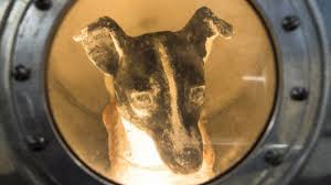Old yeller the dog featured in the book and movie of the same name. 26 Famous Dogs Who Changed History Lovetoknow