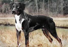 All Black Catahoula Leopard Dog Gallery For Black Catahoula Leopard Dog Louisiana Catahoula Leopard Dog Catahoula Leopard Dog Leopard Dog