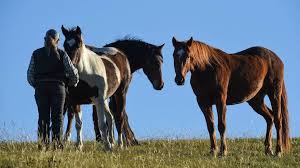 Although they are found in many areas around the. Voice Of Real Australia Alpine Brumbies Cause Heartache All Round The Macleay Argus Kempsey Nsw
