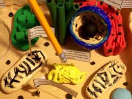 Crayon box 4 years ago. 2012 Plant Cell Project Youtube