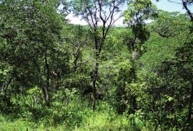 Image result for Rytigynia monantha