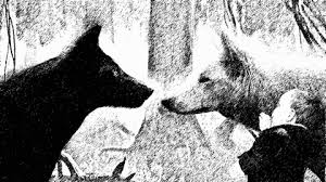 Anime black and white wolf wallpaper is free hd wallpaper. Chapter 3 Wolfboy