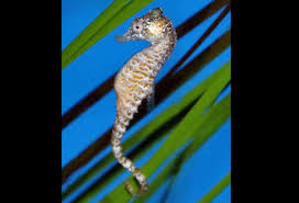 Hippocampus Zosterae Dwarf Seahorse