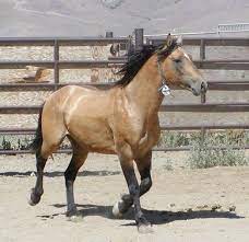 The name of this breed literally means ownerless beast, which helps to foster the reputation of this breed being a wild and free horse. I So Want To Adopt A Mustang Horses Wild Horses Mustangs Horse Pictures