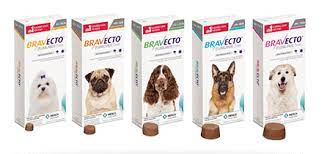 sollten sie bravecto fur hunde und katzen kaufen