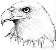 Bald Eagle Black And White Drawing Black And White American Bald Eagle Head Tattoo Sketch Eagle Drawing Eagle Sketch Eagle Pictures