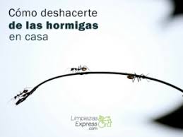 Por cada 4 litros de agua se le pone un sobre 10 gramos. Como Eliminar Las Hormigas Trucos Con Soluciones Infalibles