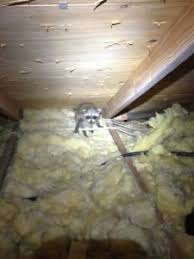 The misadventures that follow are comical. 5 Most Common Attic Critters Animal Trappers
