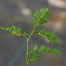 Image result for Phyllanthus