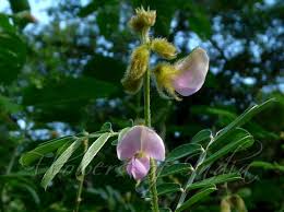 Image result for Tephrosia