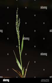 Image result for Arundinella