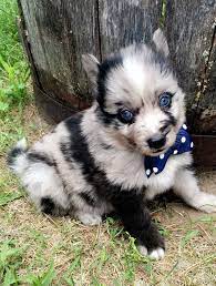 Beautiful Pomsky Husky Pom Puppies For Sale Check Out Www Facebook Com Pomskylover Pomsky Puppies Cute Dogs Pomeranian Husky Puppies