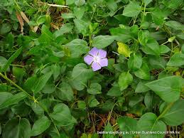 Check spelling or type a new query. Blue Periwinkle Urban Bushland Council Wa