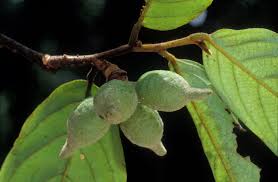 Image result for Monoon