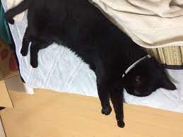 真夏の猫の熱中症対策 | 黒猫本舗 - 楽天ブログ